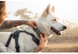 Collier Ruffwear Front Range