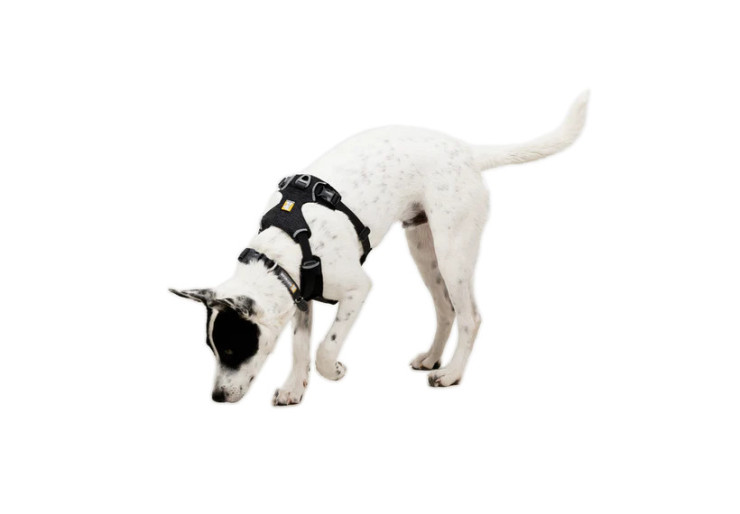 Harnais pour chien Front Range Flex Ruffwear