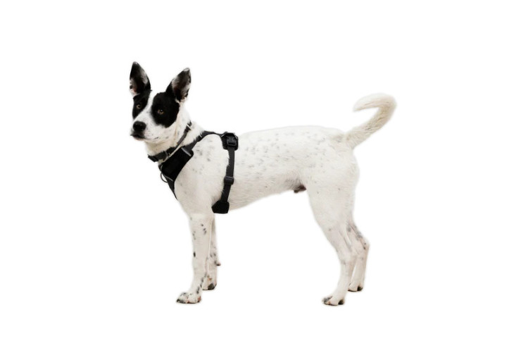 Harnais pour chien Front Range Flex Ruffwear