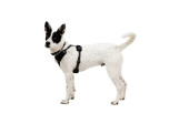 Harnais pour chien Front Range Flex Ruffwear