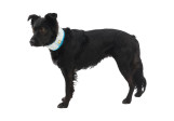 Cache-cou pour chien rafraîchissant Swamp Cooler Ruffwear