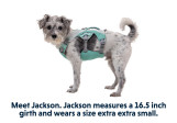 Harnais pour chien rafraîchissant Swamp Cooler Ruffwear