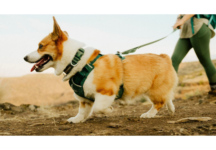 Collier pour chien Ruffwear Front Range Flex