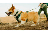 Collier pour chien Ruffwear Front Range Flex