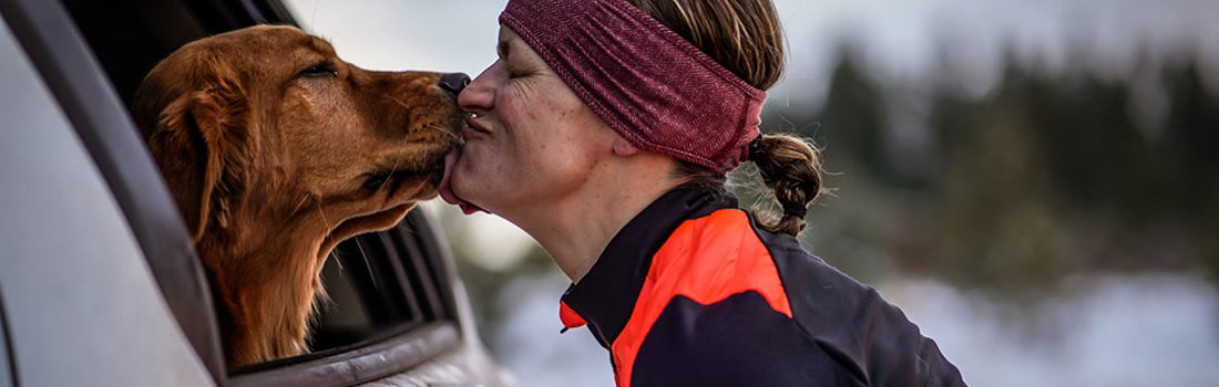 Quelles solutions pour la sécurité de mon chien en voiture