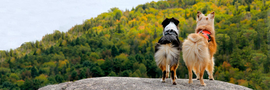 Comment choisir son harnais pour chien Ruffwear